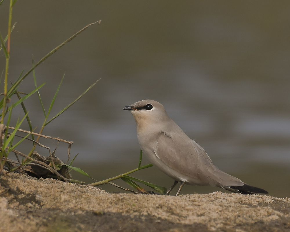 Small Pratincole