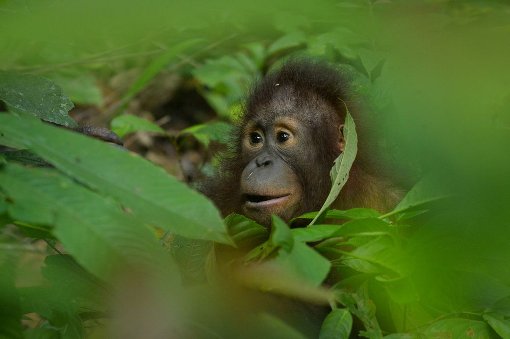 Photograph by Raffi Akbar