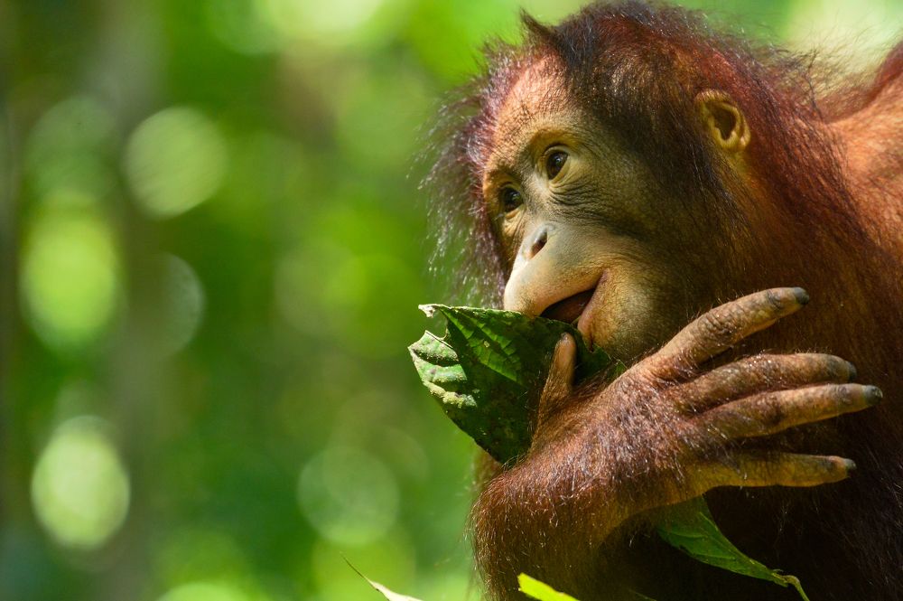 Photograph by Raffi Akbar