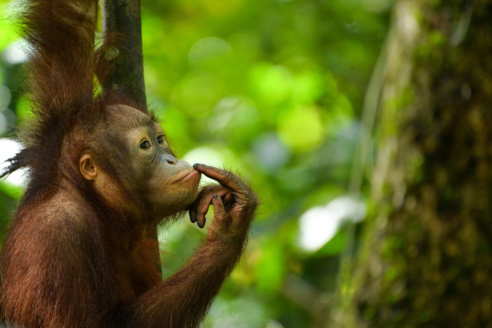 Photograph by Raffi Akbar