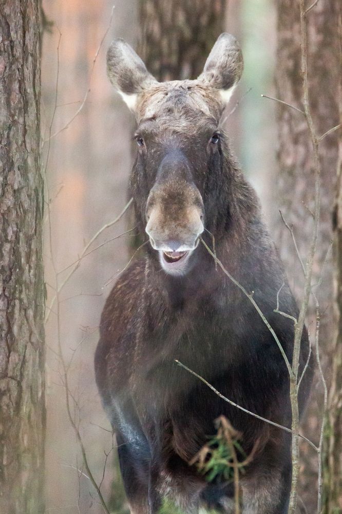 Photograph by Сергей Поляченко