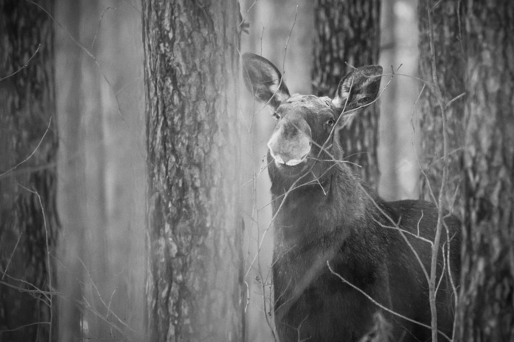 Photograph by Сергей Поляченко