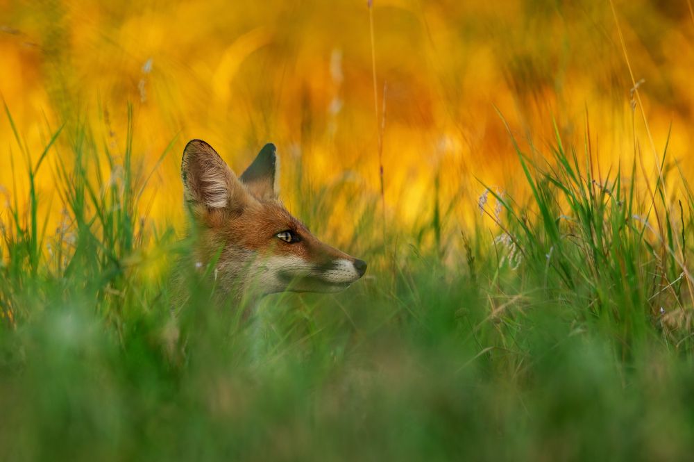 Photograph by Татьяна Жеребцова