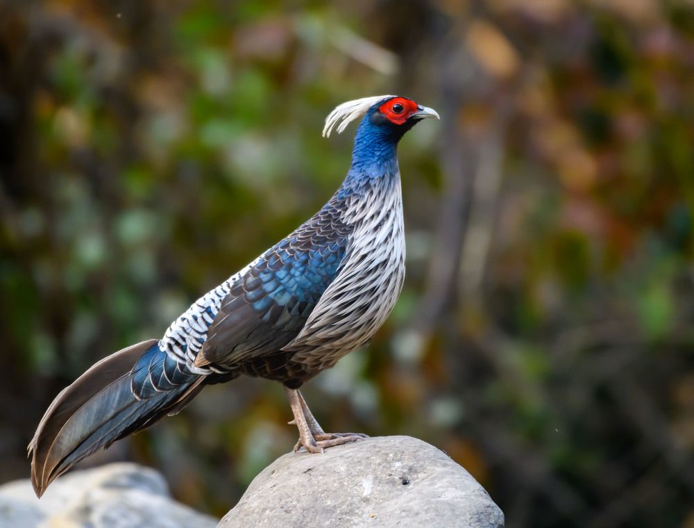 Photograph by uttam kerketta