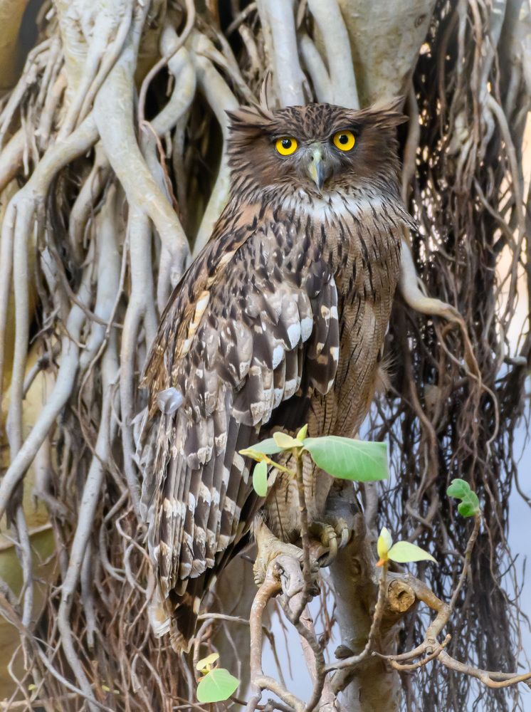 Photograph by uttam kerketta