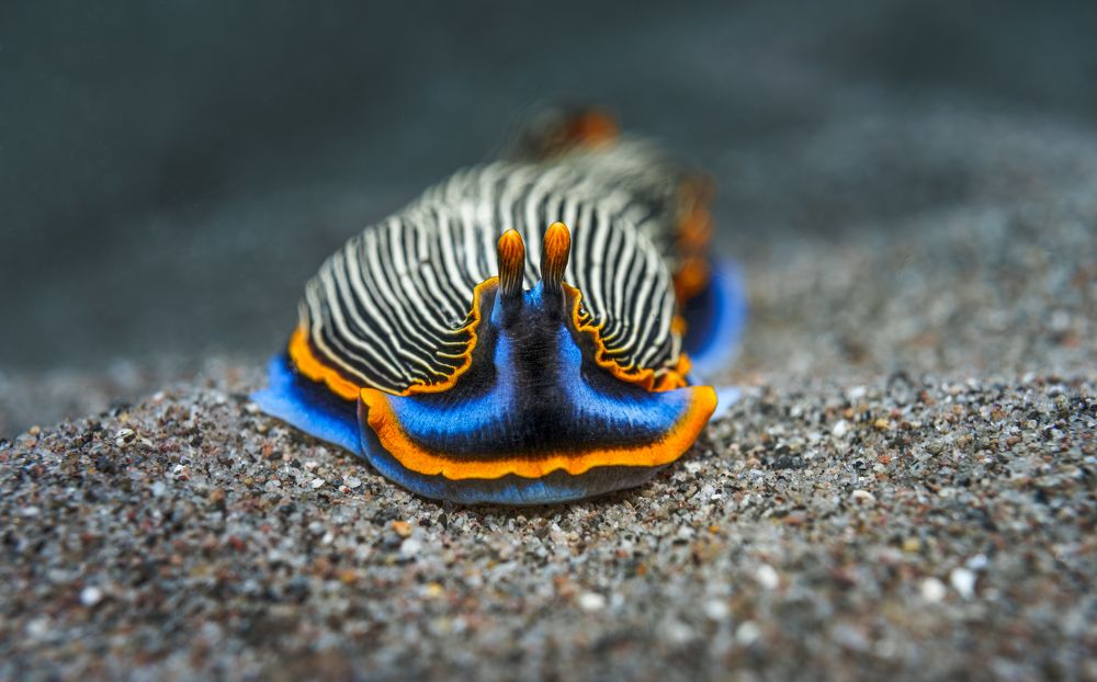 Photograph by Савин Андрей