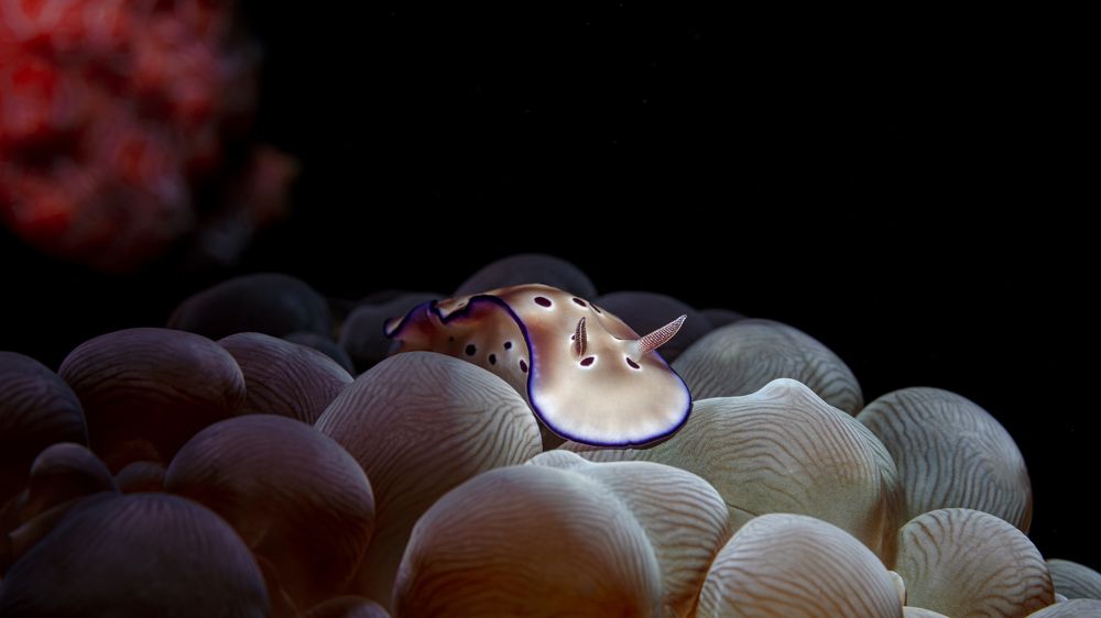 Photograph by Савин Андрей