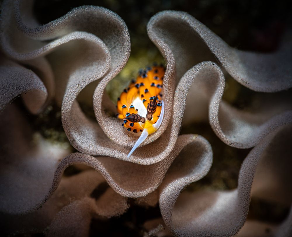 Photograph by Савин Андрей