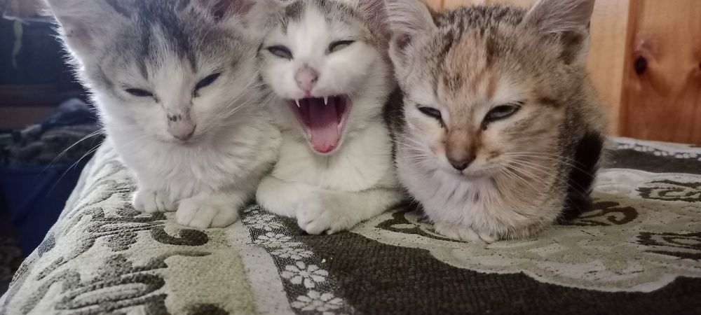 Photograph by Chandra Rai