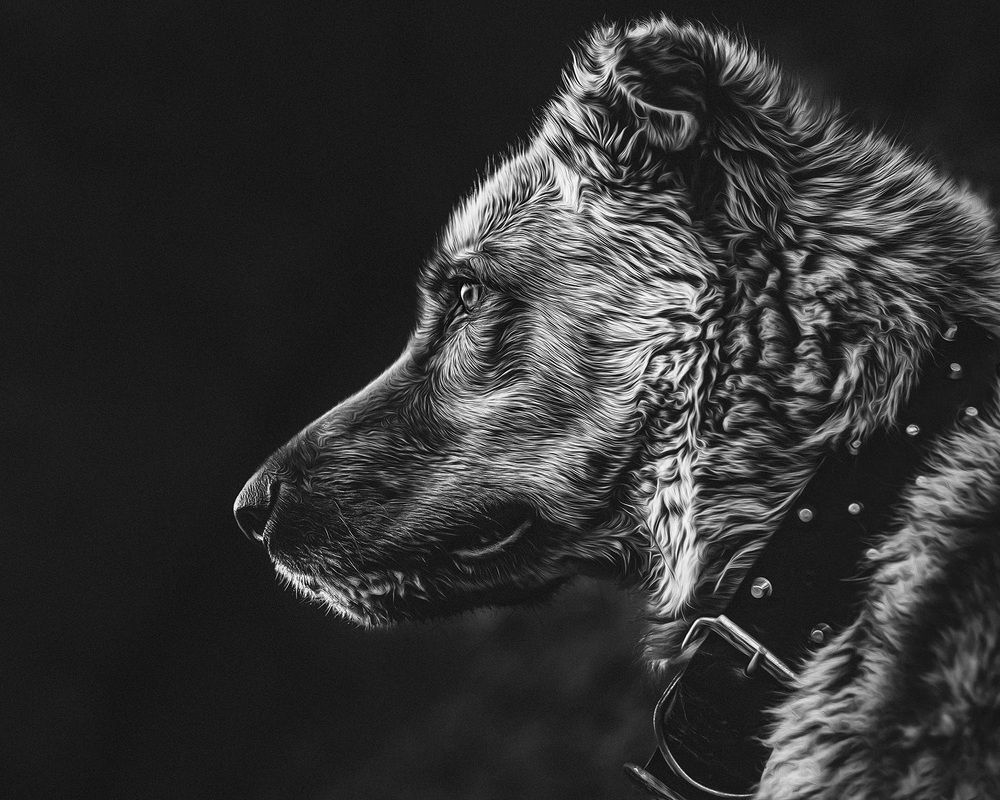 Photograph by Farzad Ajori