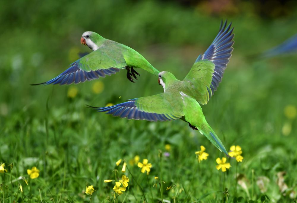 Green kingdom...