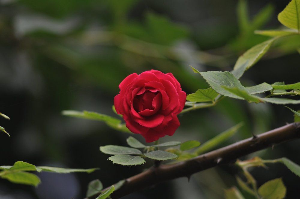 Photograph by Вячеслав