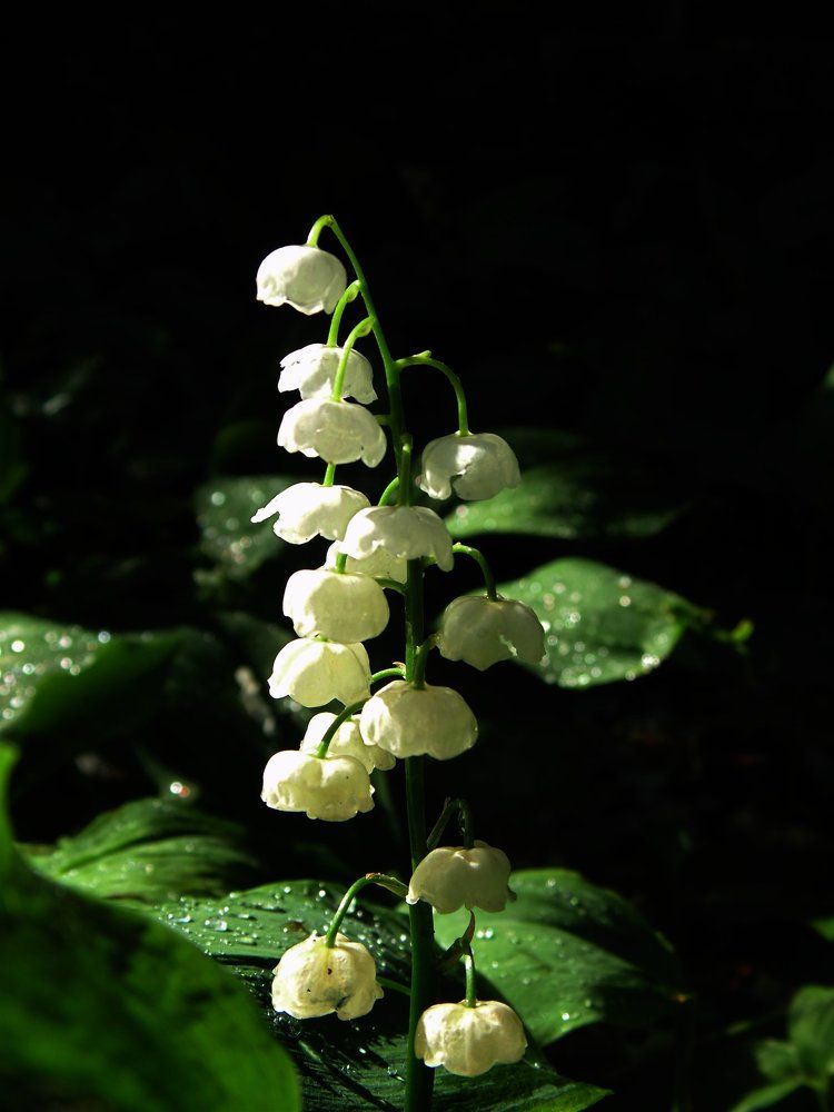 Photograph by Ирина Архипова