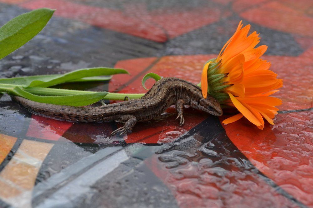 Хозяйка медной горы