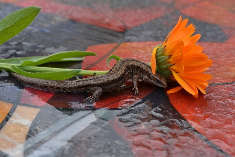 Трефелова Наталья Петровна, Russia