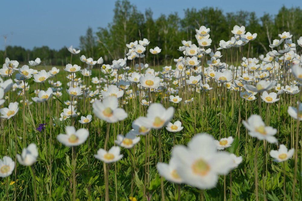 Душа России - цветы полевые