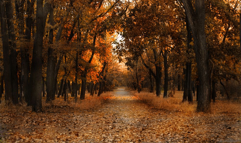 Красота осени