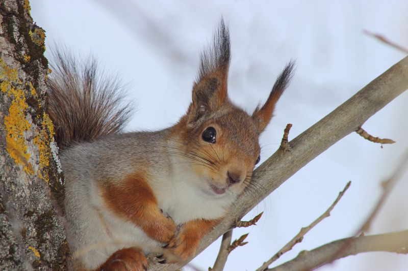 леонид  полетаев, Russia