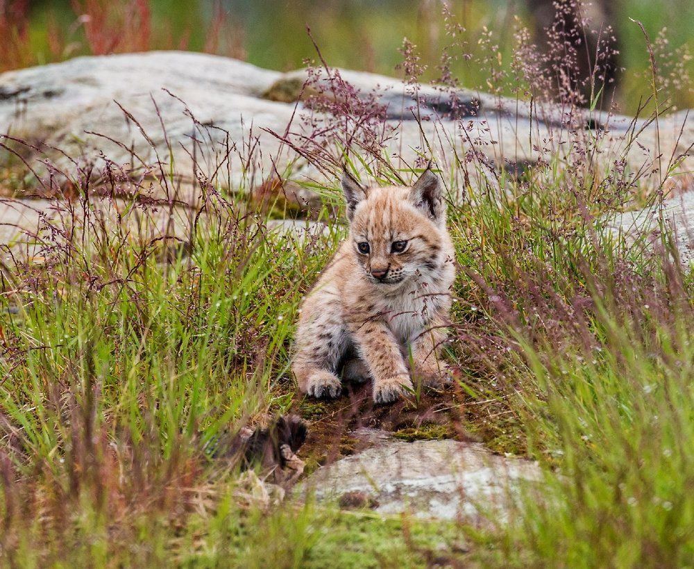 очень одинокий рысёнок