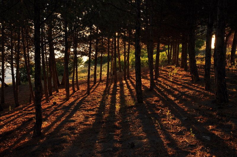 Sargis Mkoyan, Armenia