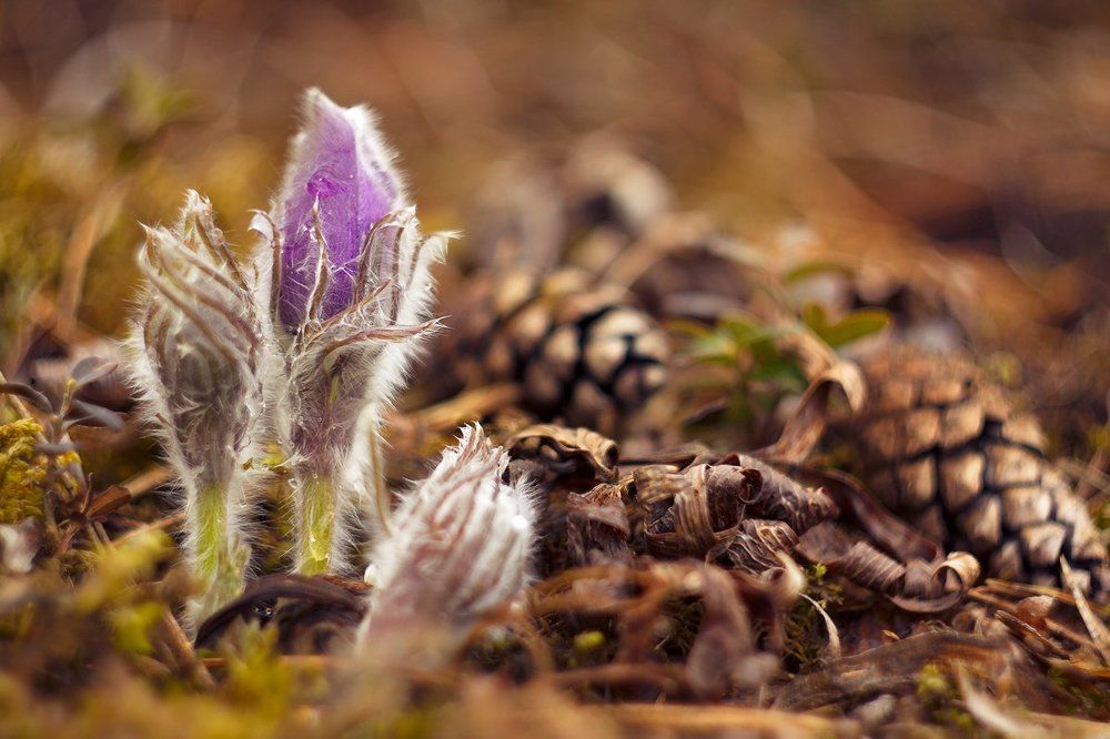 Рассказать весне о главном