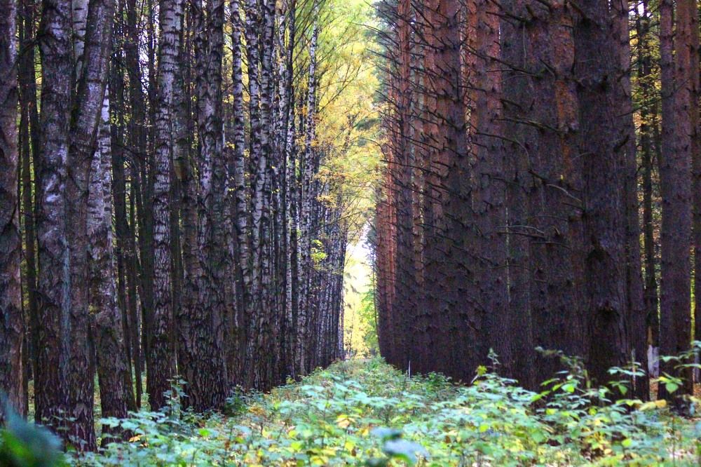 Сосны против Берез