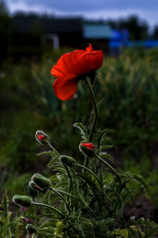 Александр Кузьмин, Russia