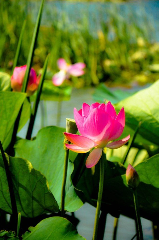 Photograph by Никулина Катерина