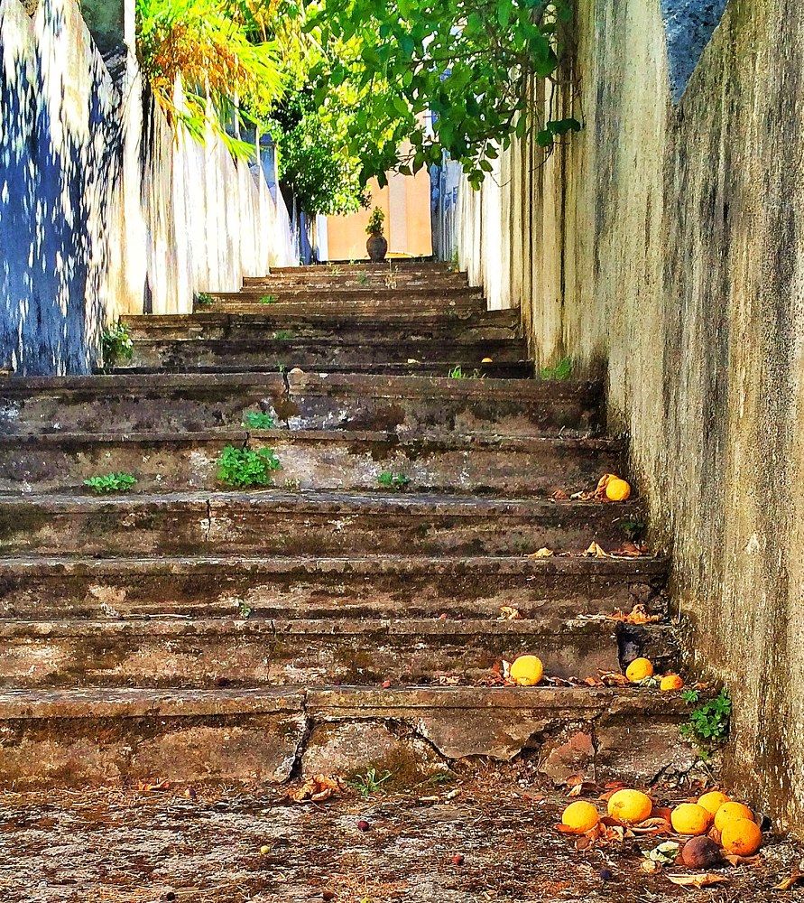 лимоны созрели