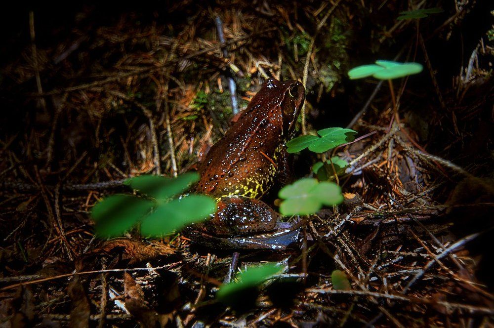 Травяная лягушка — Rana temporaria Linnaeus