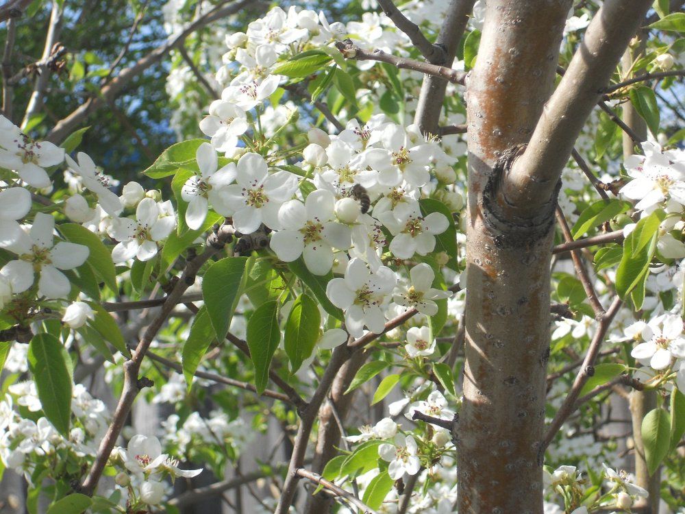 Цветущая груша