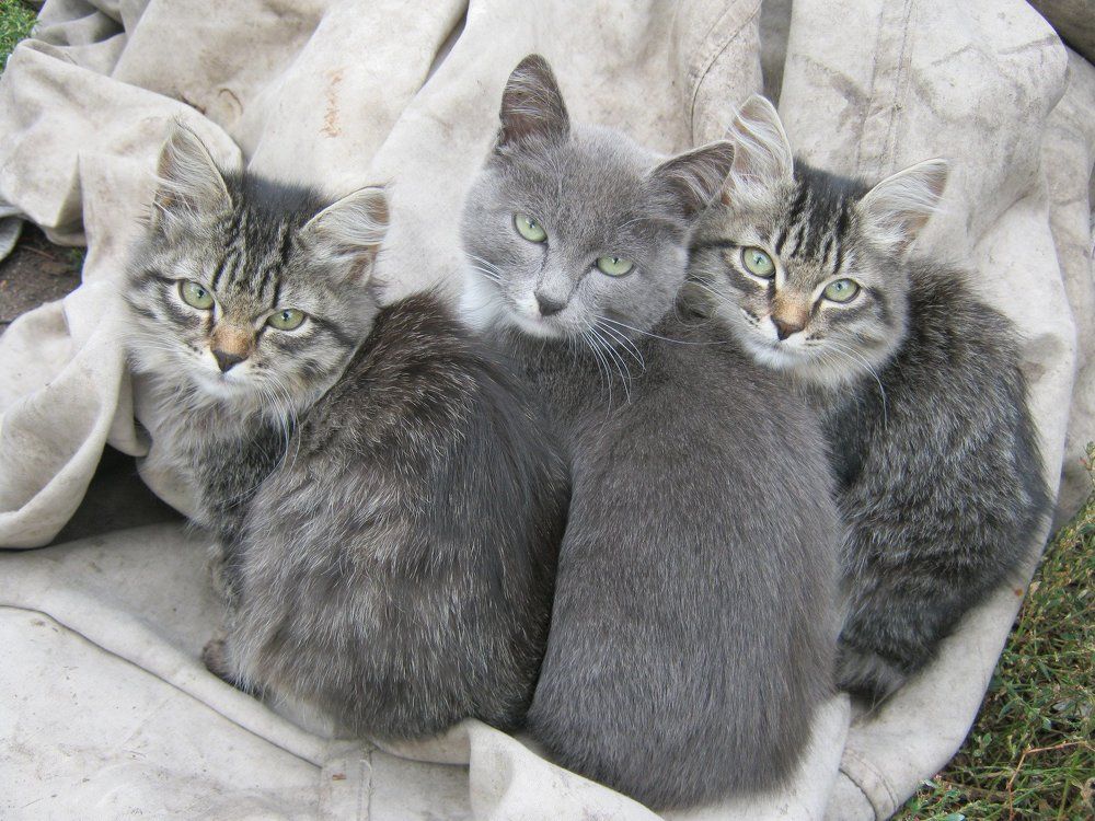 Кот и кошки