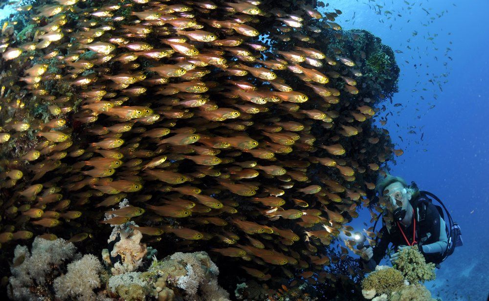 Дружным строем