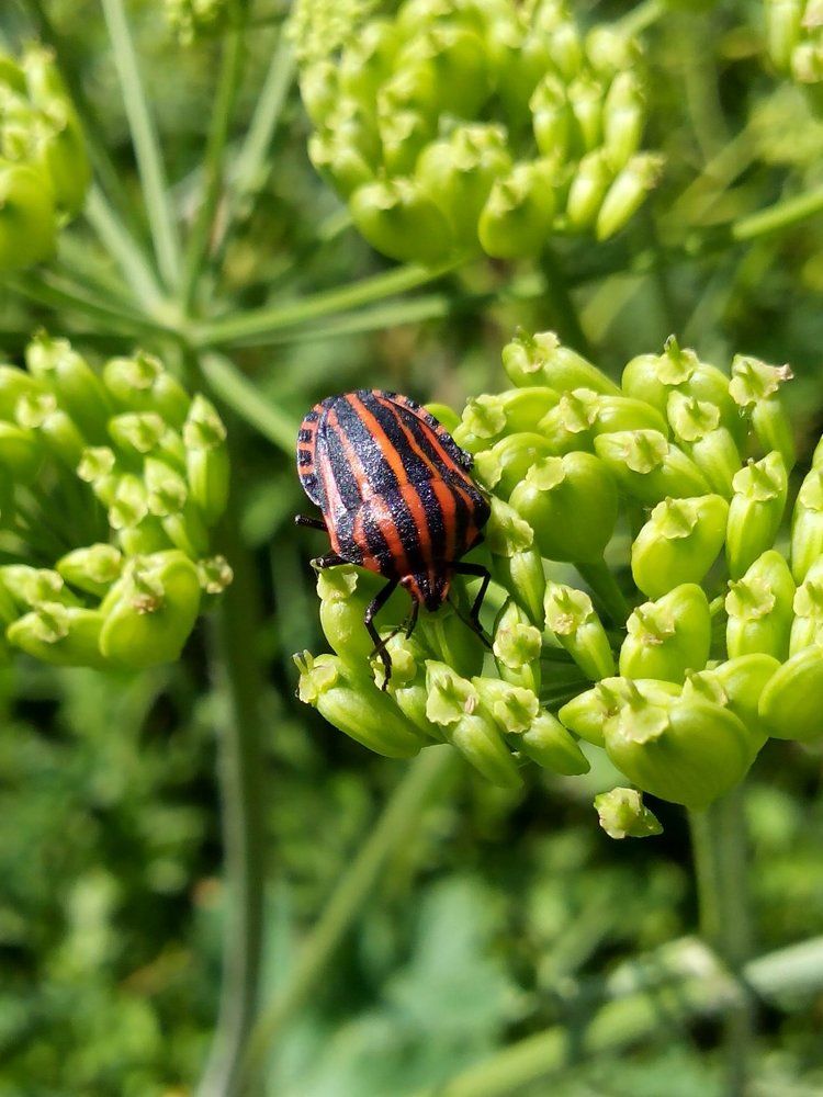 Graphosoma lineatum