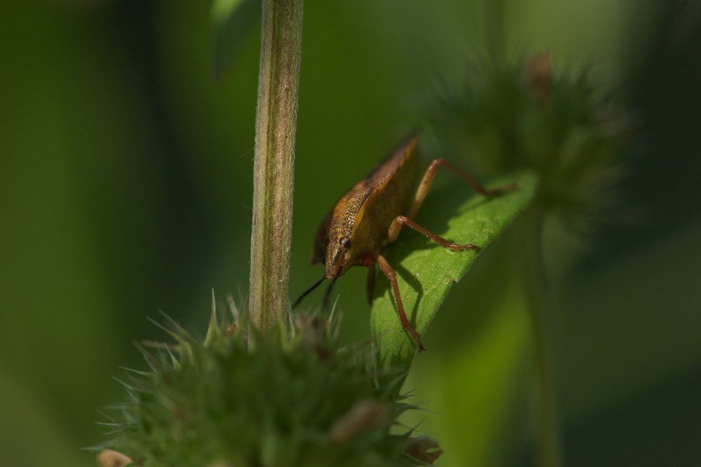 Под первыми лучами