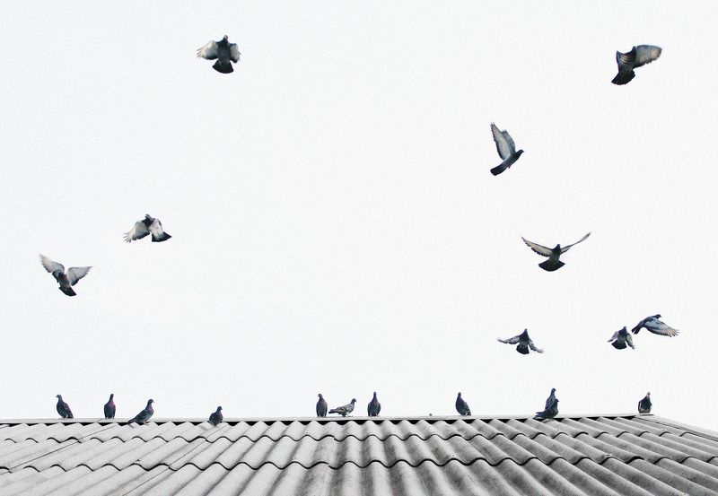 Евгения, Russia