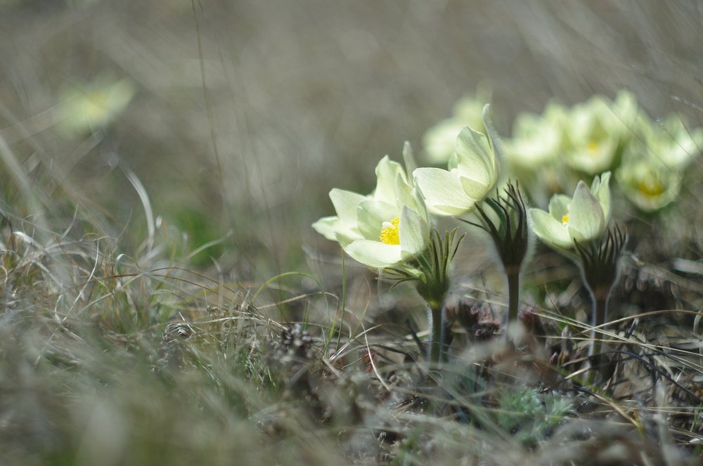 подснежники