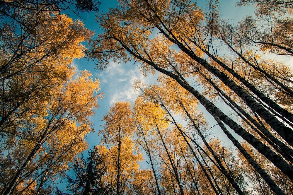 Золотая осень