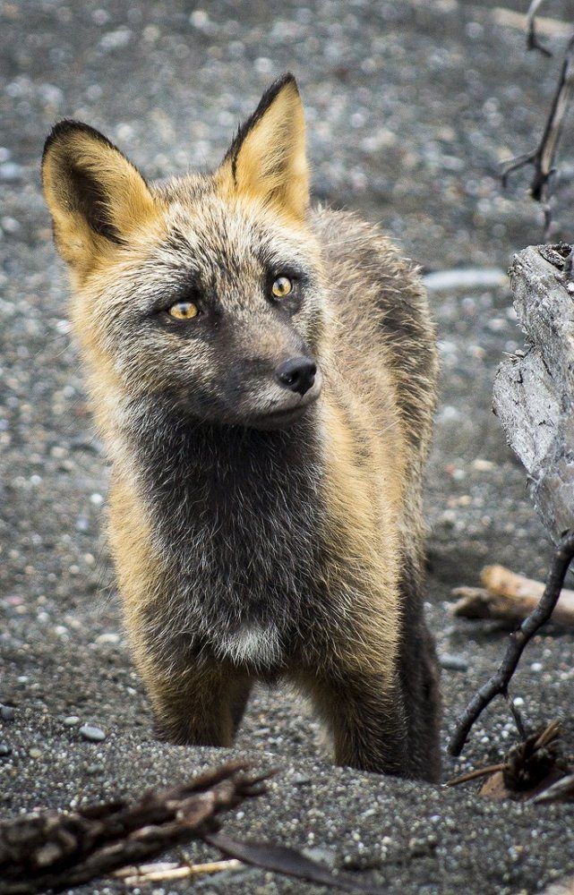 Осенний Лис