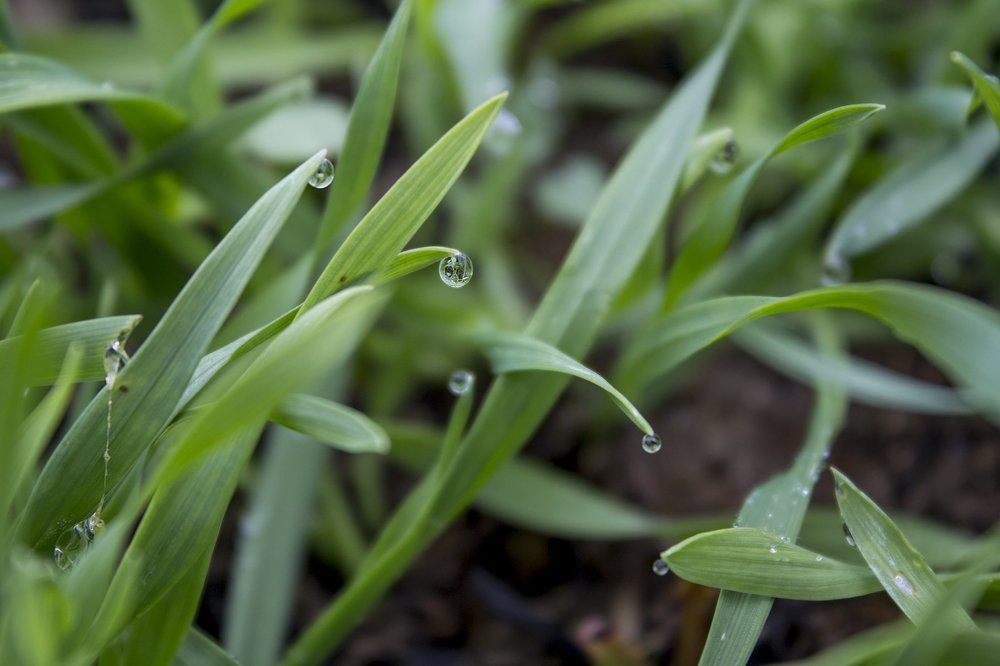 Утро в парке