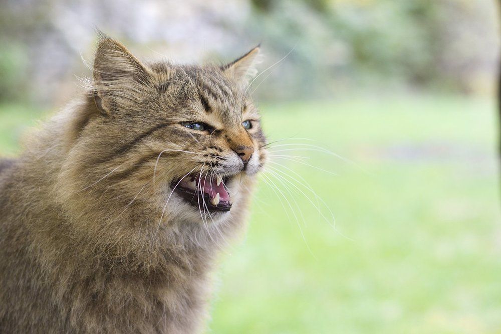 Кошка в парке