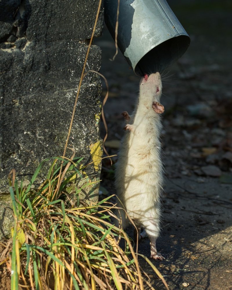 Трубы горят