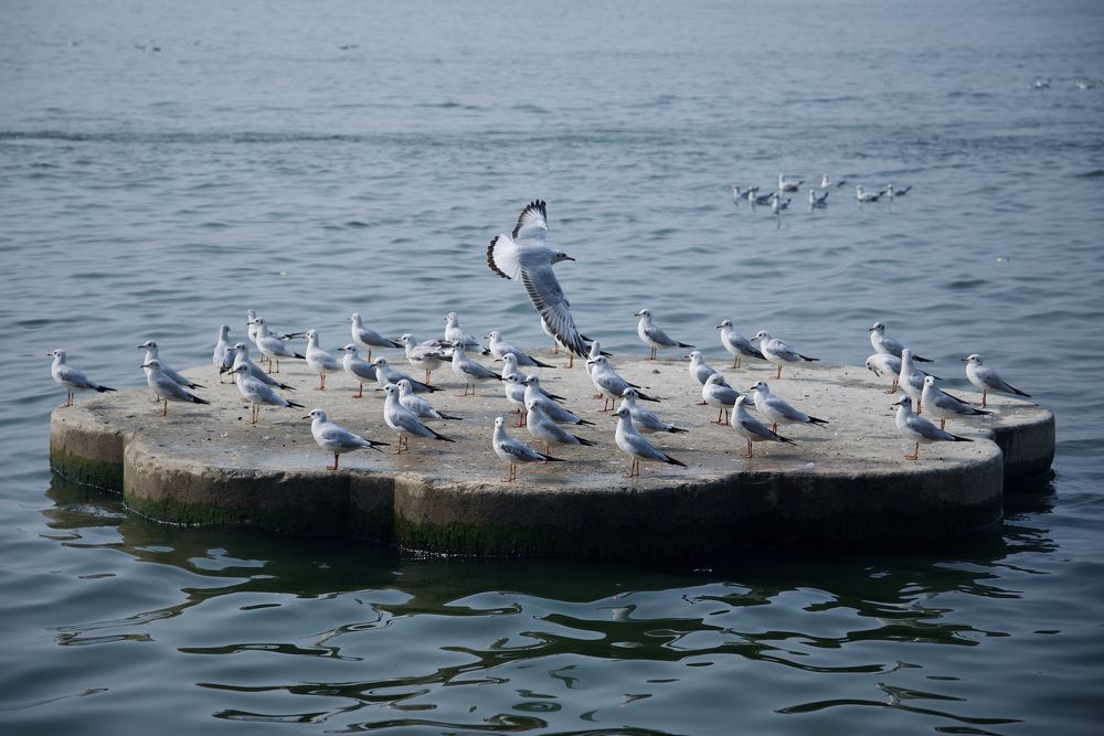 Фотография автора BIPLAB MISRA