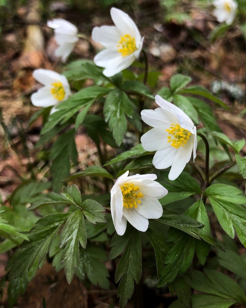 Photograph by Halina Mitsevich