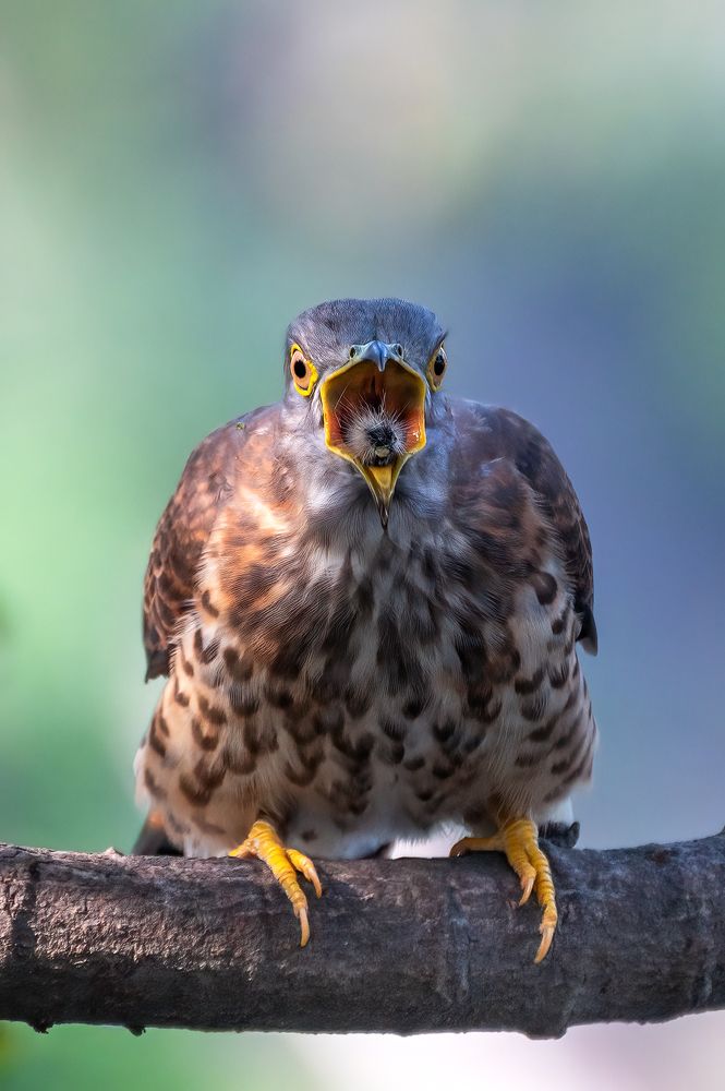 Photograph by NIKHIL PAUL