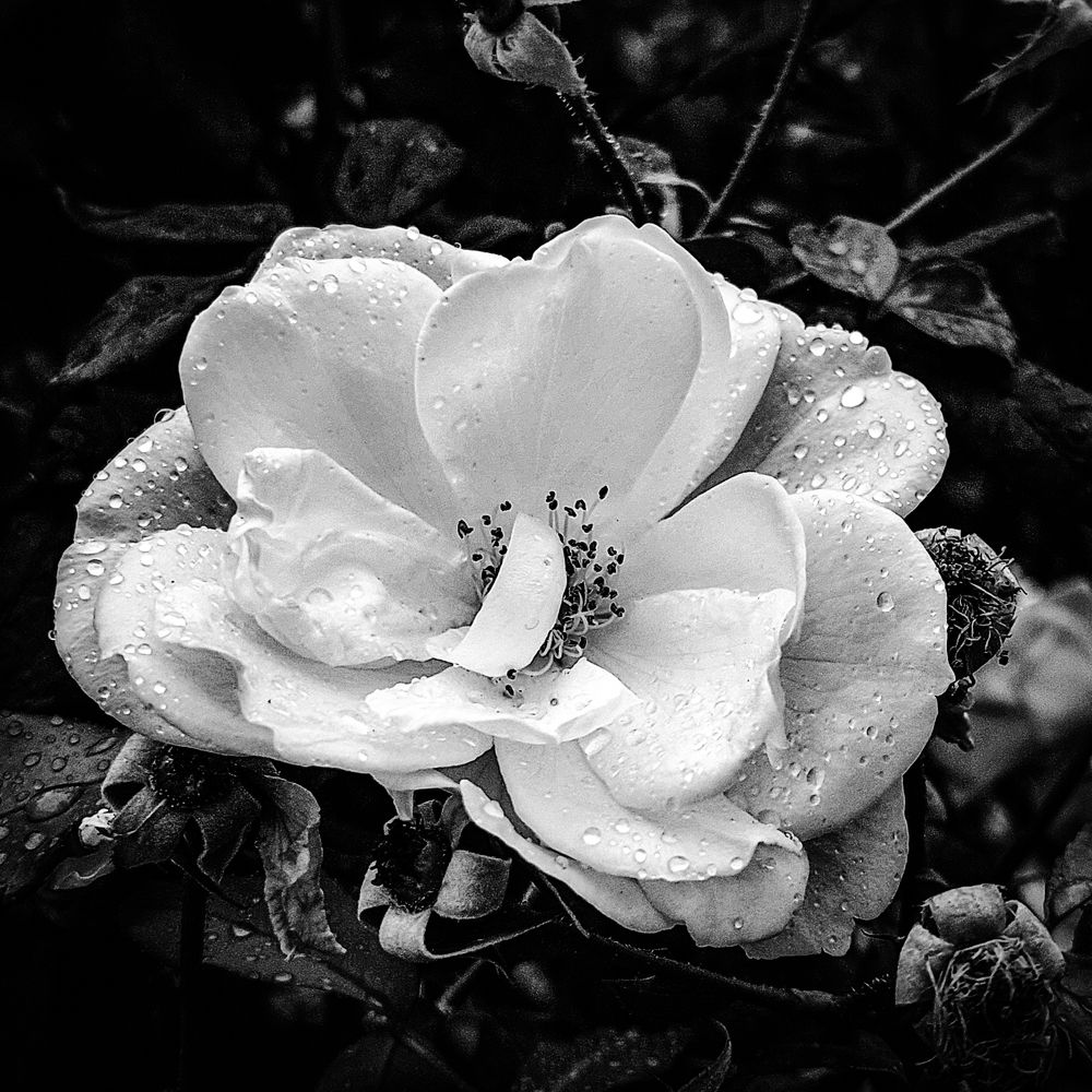 Чайная черно-белая роза