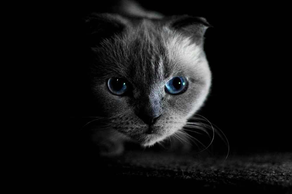 Фотография автора Наталия Шарова