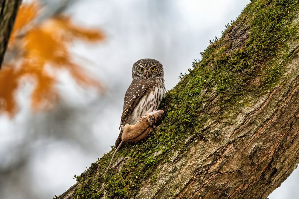 Photograph by Артем Кузнецов