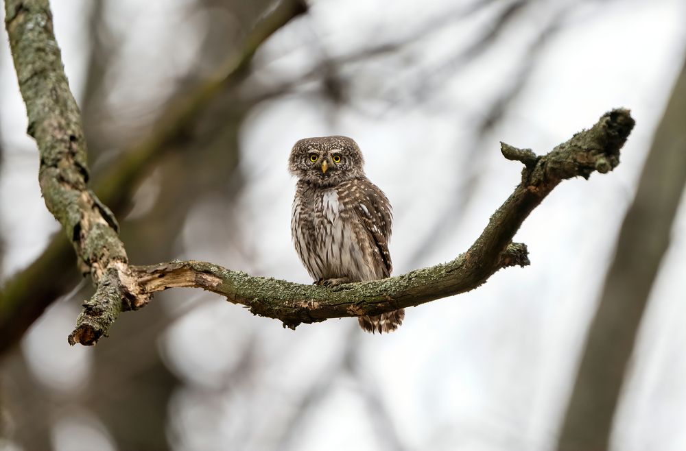 Photograph by Артем Кузнецов