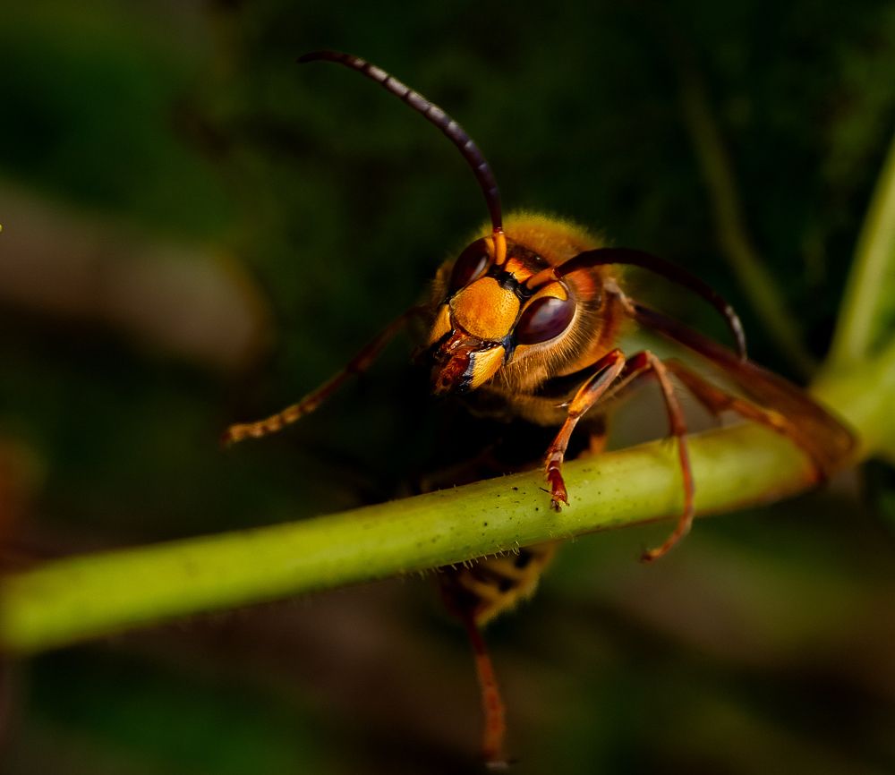 Фотография автора Виктор Парщиков